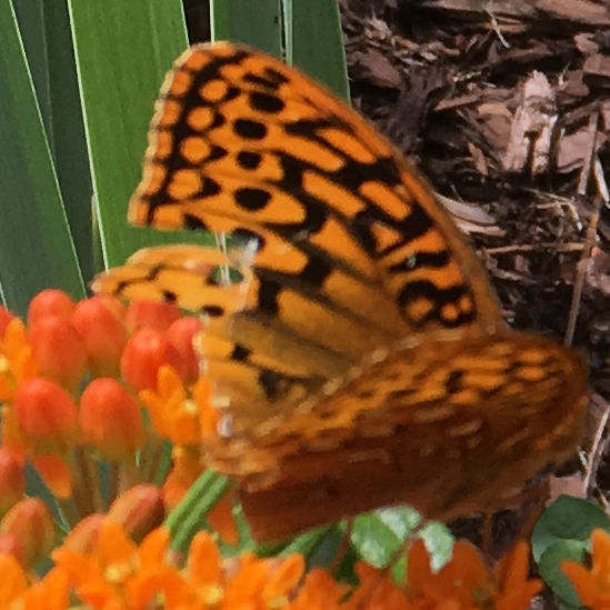 Great Spangled Fritillary